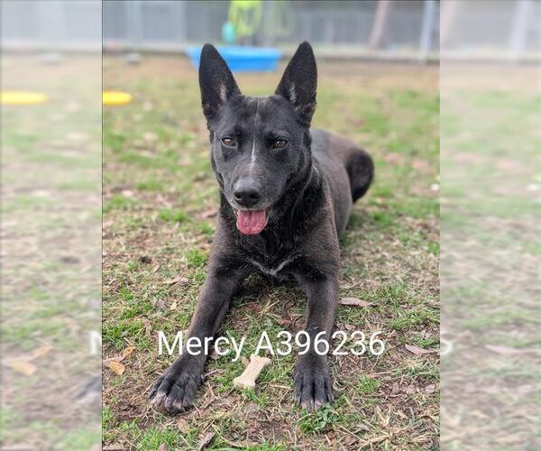 Medium Photo #2 Mutt Puppy For Sale in Conroe, TX, USA