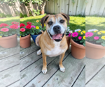 Small #10 Boxer Mix