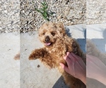 Small Photo #1 Goldendoodle (Miniature) Puppy For Sale in GRIDLEY, KS, USA