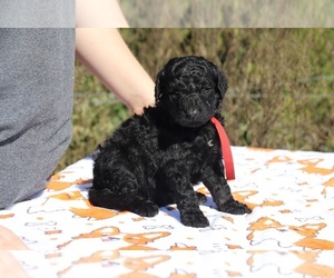 Goldendoodle Puppy for sale in UNION CITY, TN, USA