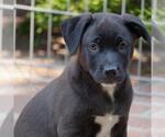 Small #1 Labrador Retriever Mix