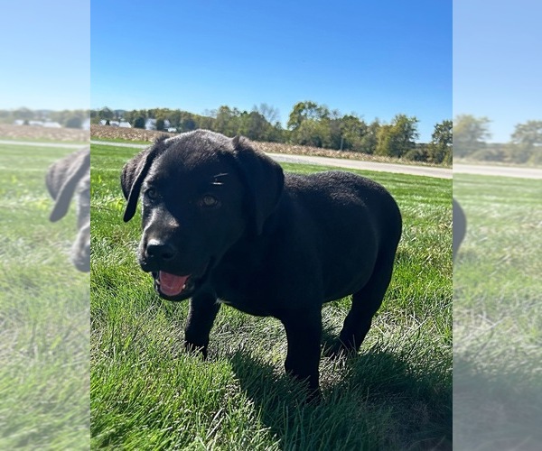 Medium Photo #9 Labrador Retriever Puppy For Sale in FREDERICKSBG, OH, USA
