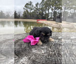 Puppy Browny Aussiedoodle Miniature 