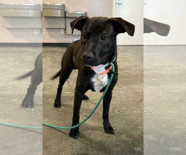 Medium Photo #3 Labrador Retriever-Unknown Mix Puppy For Sale in Rockwall, TX, USA