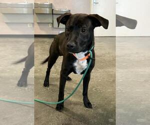 Mercury- $75 Adoption Fee! Diamond Dog! - Male Labrador Retriever-Unknown Mix Dog for Adoption - Photo #3