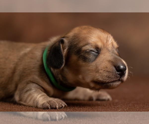 Medium Photo #52 Dachshund Puppy For Sale in CROWLEY, TX, USA