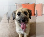 Small Mutt