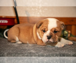 Small Photo #7 Beabull Puppy For Sale in MILLERSBURG, OH, USA