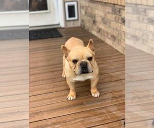 French Bulldog Puppy for sale in BILLINGS, MO, USA