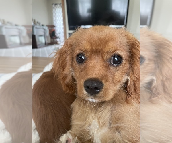 Medium Photo #1 Cavalier King Charles Spaniel Puppy For Sale in KANSAS CITY, MO, USA