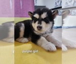 Small Photo #2 Alaskan Malamute Puppy For Sale in CAMBRIDGE, ID, USA