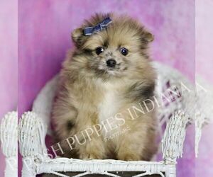 Medium Pomeranian