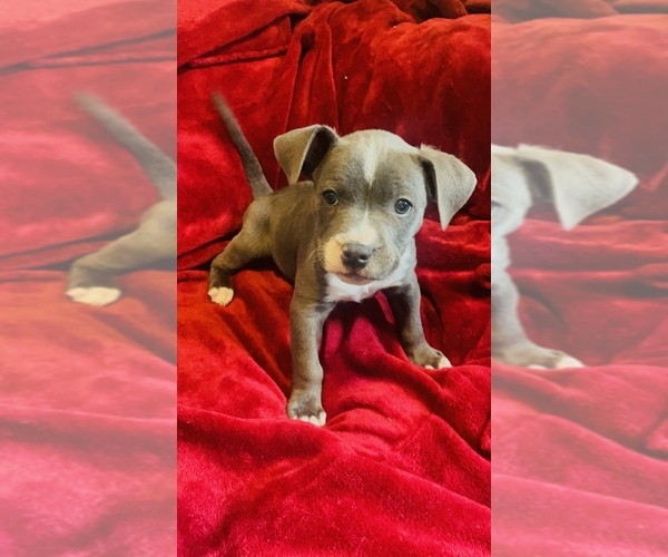 Medium Photo #1 American Pit Bull Terrier Puppy For Sale in TRENTON, NJ, USA