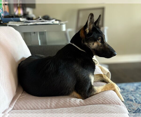 Medium Photo #8 German Shepherd Dog-Unknown Mix Puppy For Sale in Chandler, AZ, USA