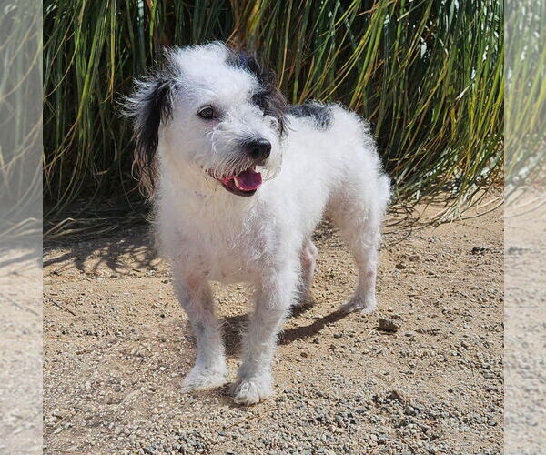 Medium Photo #4 Mutt Puppy For Sale in Lake Forest, CA, USA