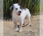 Small #3 Mutt