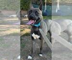 Small #1 American Pit Bull Terrier-Huskies  Mix