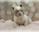 Small #14 French Bulldog