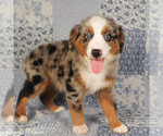 Small #4 Miniature Australian Shepherd
