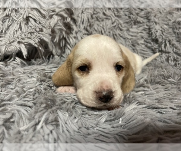 Medium Photo #1 Basset Hound Puppy For Sale in ROLFE, IA, USA