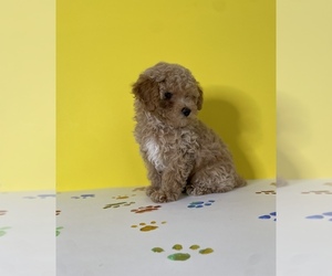 Poodle (Toy) Puppy for sale in VIRGINIA BEACH, VA, USA