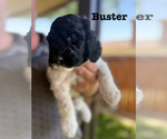 Puppy 2 Goldendoodle