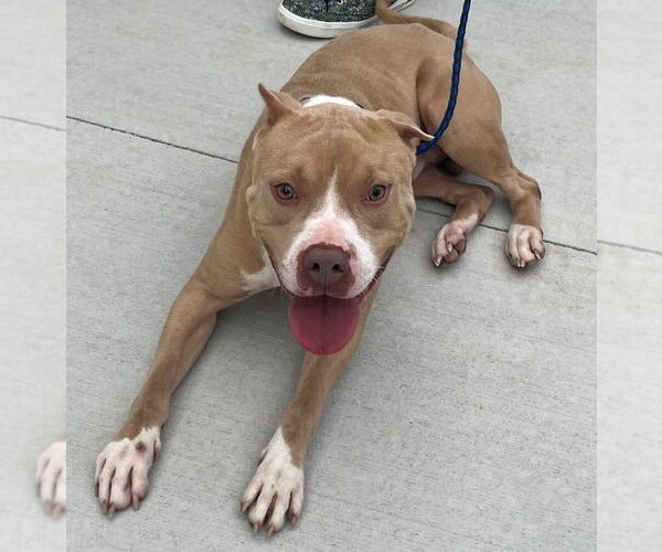 Medium Photo #3 Mutt Puppy For Sale in Tarboro, NC, USA