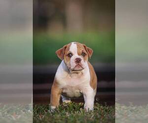 Olde English Bulldogge Dog for Adoption in OCALA, Florida USA