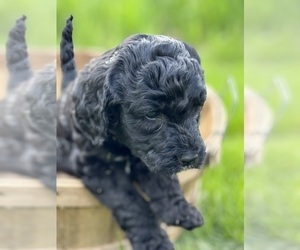 Goldendoodle Puppy for sale in BAYPORT, MN, USA
