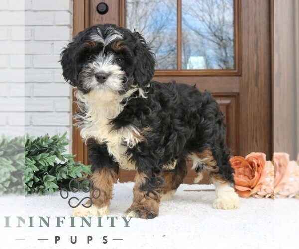 Medium Photo #4 Cavapoo (Miniature) Puppy For Sale in NARVON, PA, USA