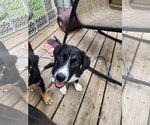 Small #2 Siberian Husky Mix