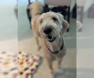 Golden Retriever-Unknown Mix Dogs for adoption in Germantown, OH, USA