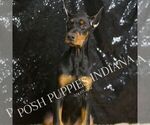 Small #3 Doberman Pinscher