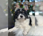 Small Photo #1 Cavapoo Puppy For Sale in ELMHURST, IL, USA