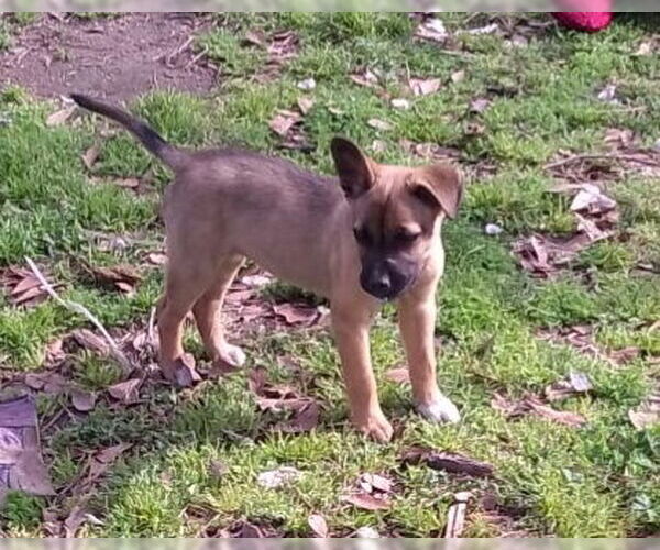 Medium Photo #1 Shepradors Puppy For Sale in The Woodlands, TX, USA