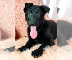 German Shepherd Dog Puppy for sale in WARREN, MA, USA