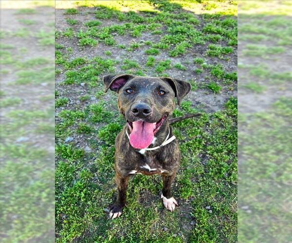 Medium Photo #3 American Pit Bull Terrier-Unknown Mix Puppy For Sale in Conroe, TX, USA