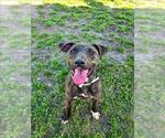 Small #2 American Pit Bull Terrier Mix