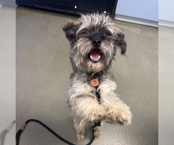 Medium Photo #1 Mutt Puppy For Sale in Princeton, MN, USA