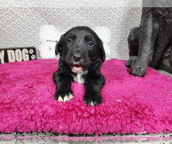 Medium Photo #4 Golden Mountain Dog Puppy For Sale in BLACK FOREST, CO, USA
