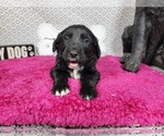 Small #3 Golden Mountain Dog