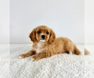 Cavapoo (Standard) Puppy for sale in GREENFIELD, IN, USA