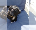 Small #3 Doxiepoo (Miniature)