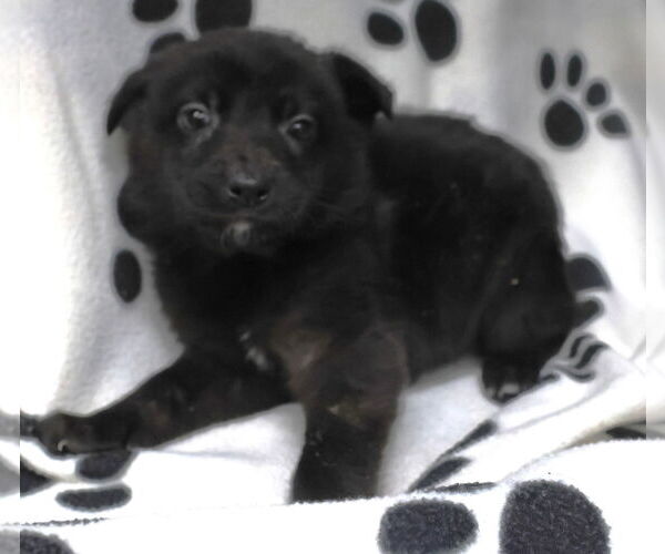 Medium Photo #1 Shepradors Puppy For Sale in Princeton, MN, USA