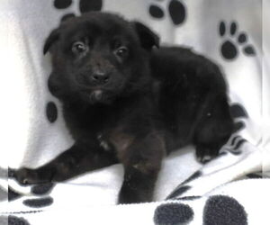 Shepradors Dogs for adoption in Princeton, MN, USA