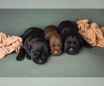 Small Photo #12 Labrador Retriever Puppy For Sale in SPRING HILL, TN, USA