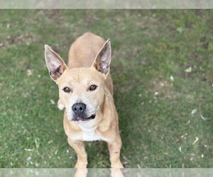 Mutt Dogs for adoption in Tulsa, OK, USA