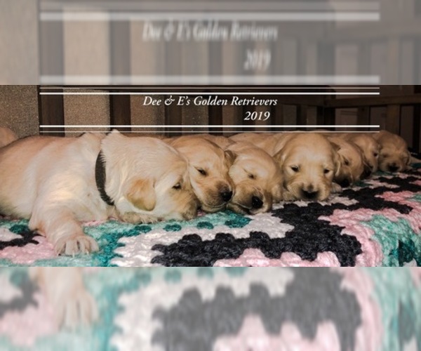 Medium Photo #14 Golden Retriever Puppy For Sale in PRYOR, OK, USA