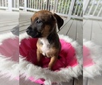 Small Photo #10 America Bandogge Mastiff Puppy For Sale in SNELLVILLE, GA, USA