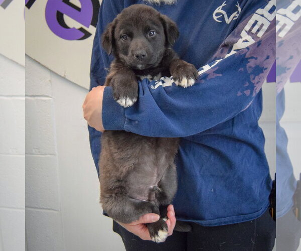 Medium Photo #4 Golden Retriever-Unknown Mix Puppy For Sale in Huntley, IL, USA